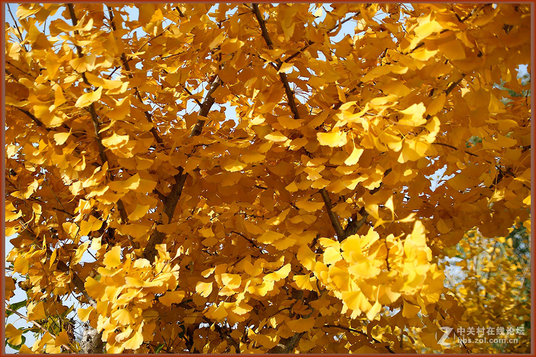 秋冬霜寒绿装换  黄金片甲暂相伴