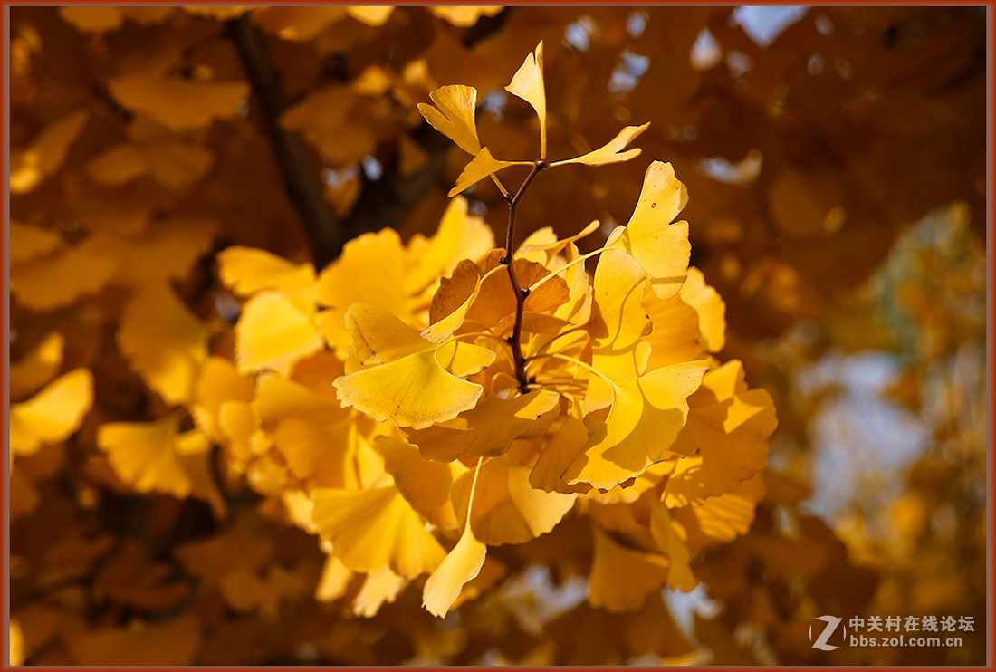 秋冬霜寒绿装换  黄金片甲暂相伴