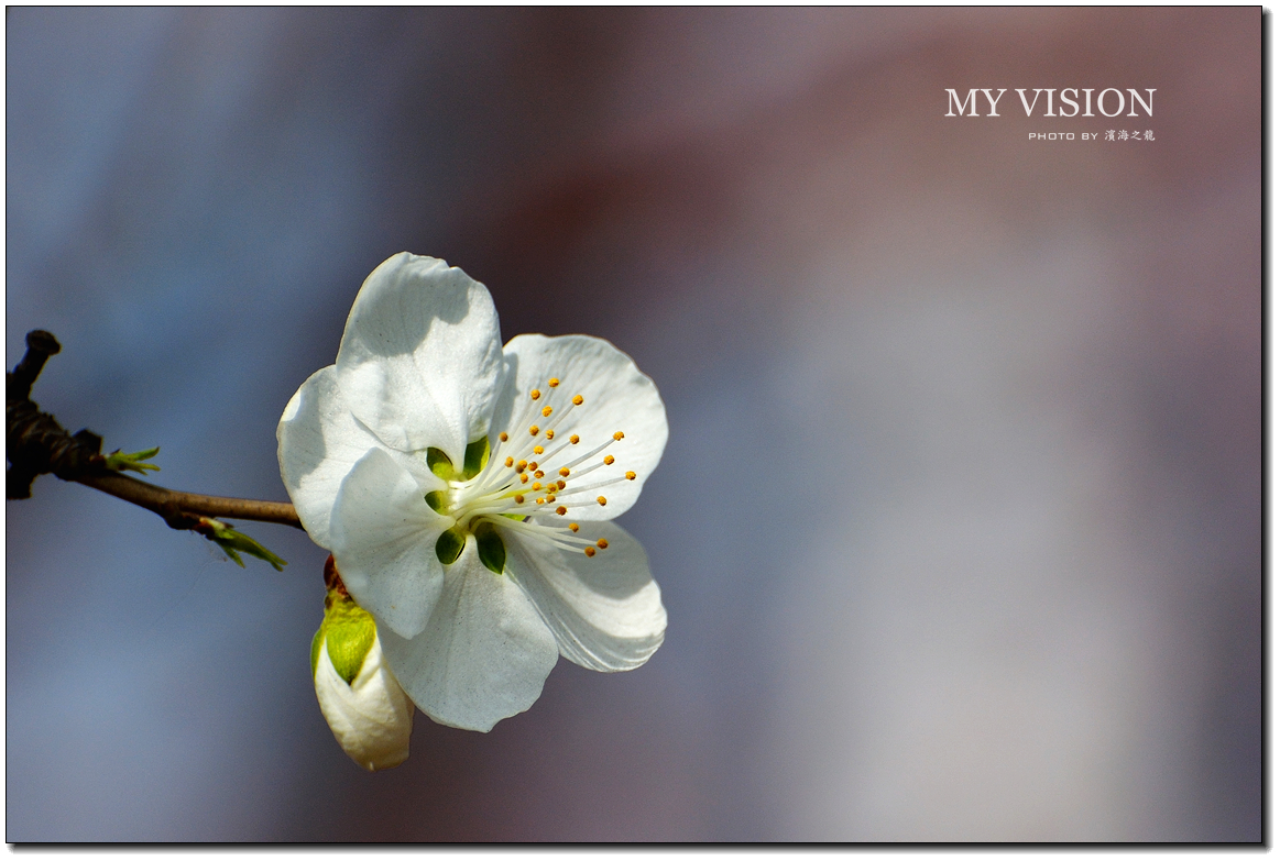 #版主坐堂#【天津版块】2016年3月金钻精华汇总