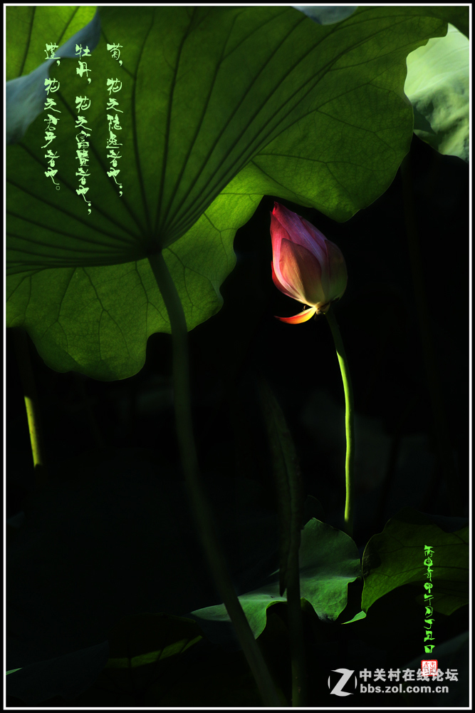 荷韵