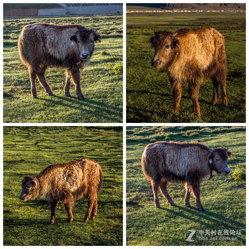 青藏线之三——唐古拉山