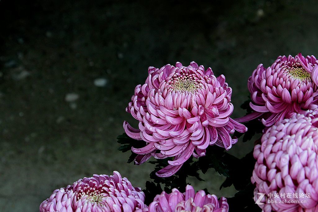 初冬的菊花8紫绣球