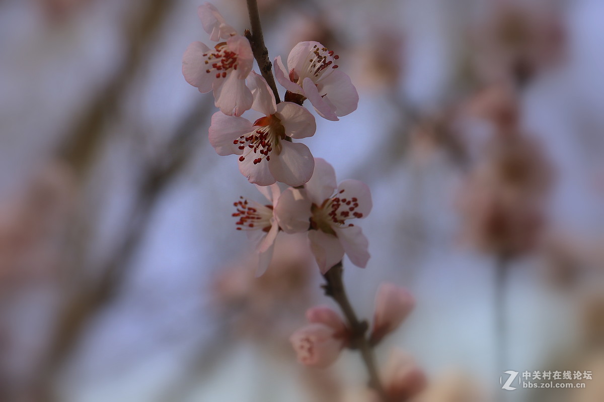 奥林匹克公园-春