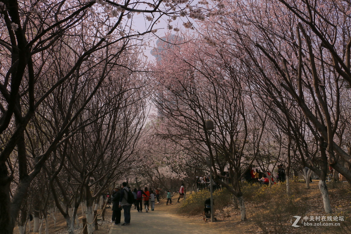 奥林匹克公园-春