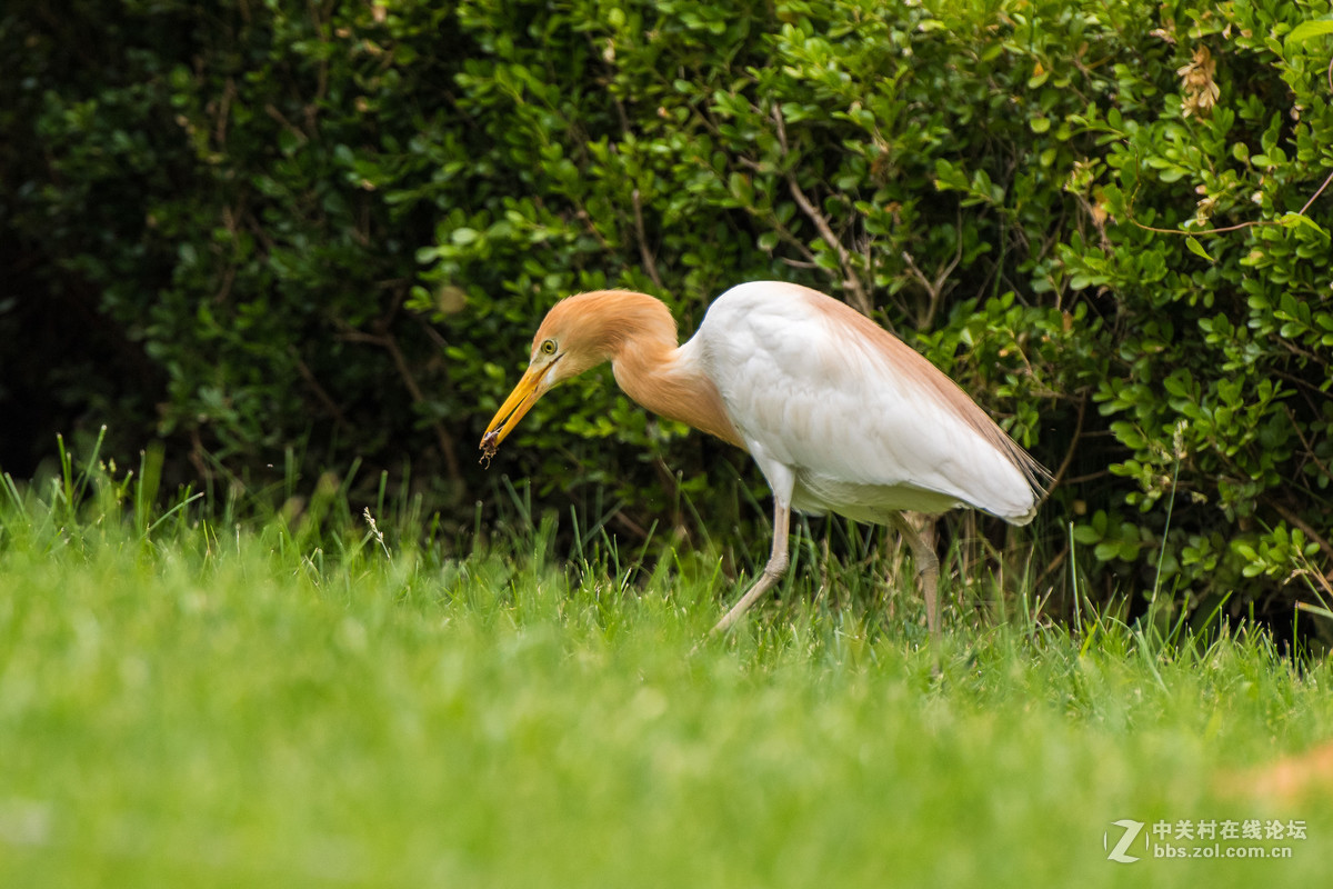 720拍摄牛背鹭 p28