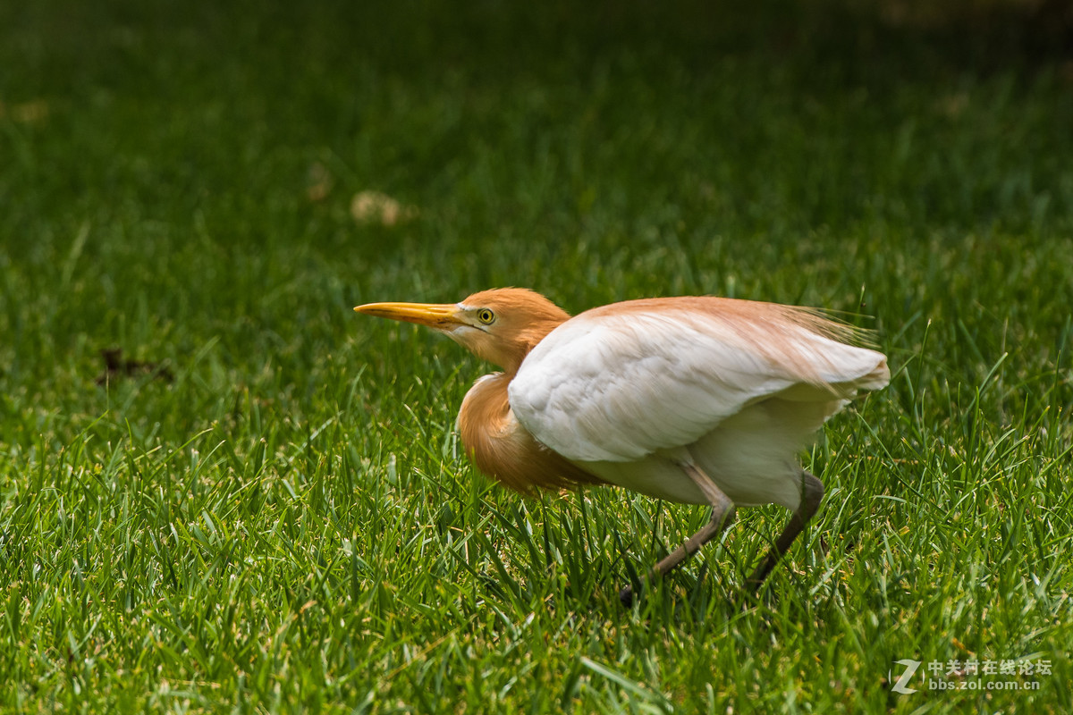 720拍摄牛背鹭 p28