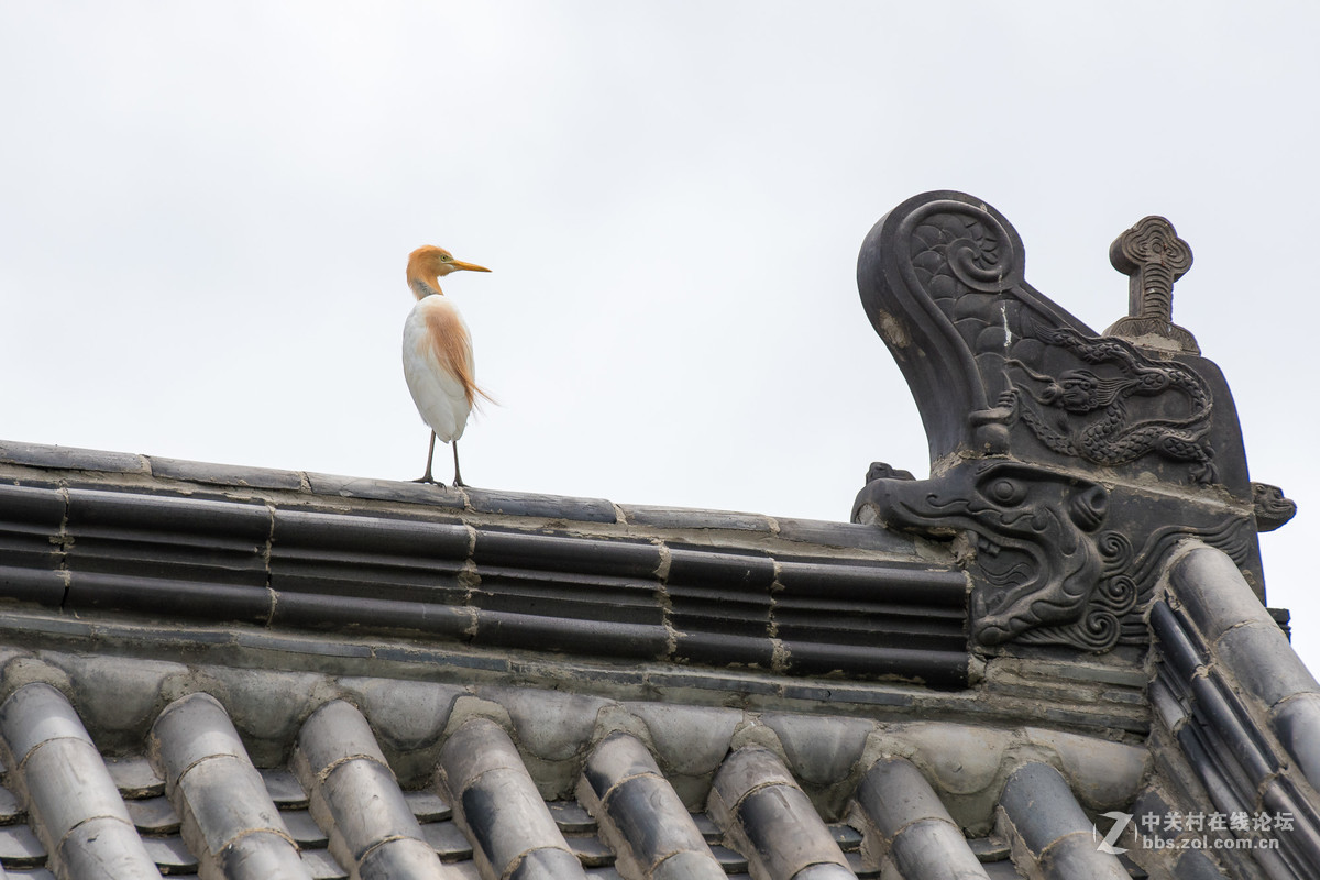 720拍摄牛背鹭 p28