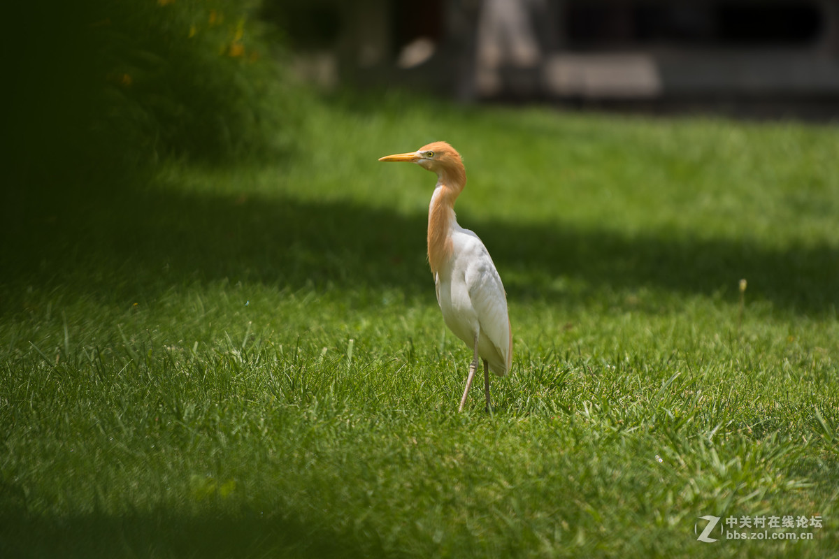 720拍摄牛背鹭 p28