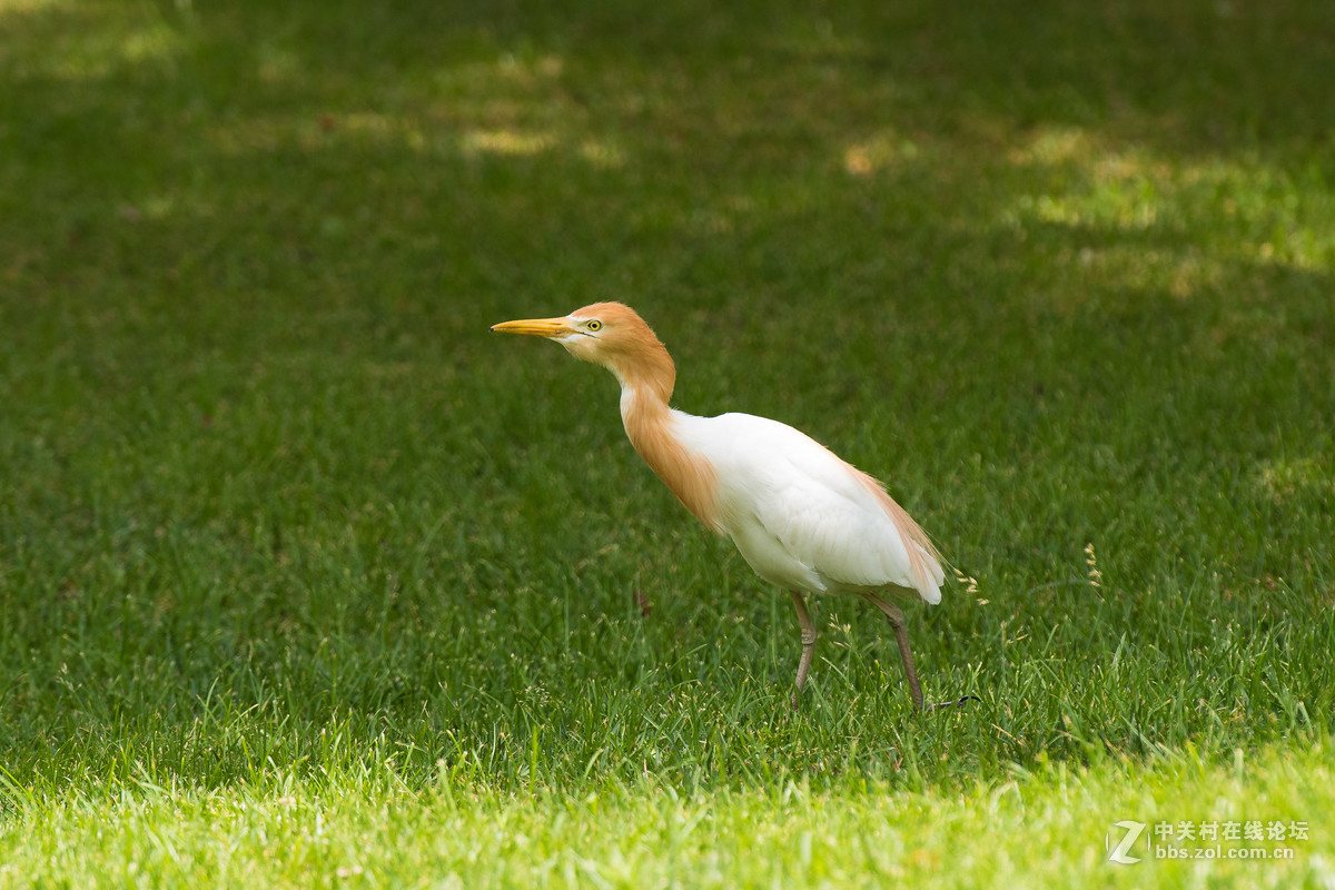 720拍摄牛背鹭 p28