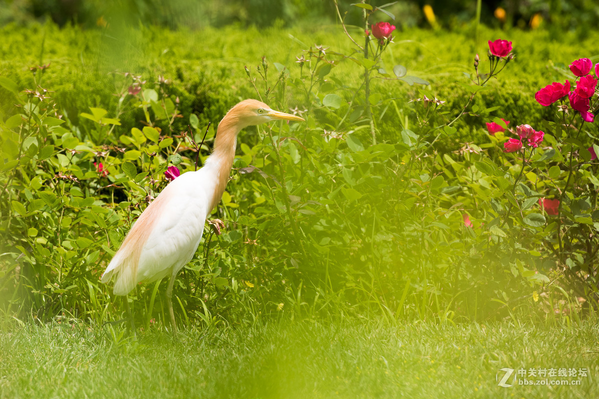 720拍摄牛背鹭 p28
