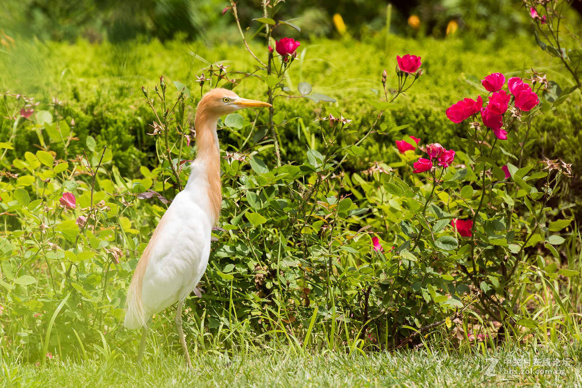 720拍摄牛背鹭 p28