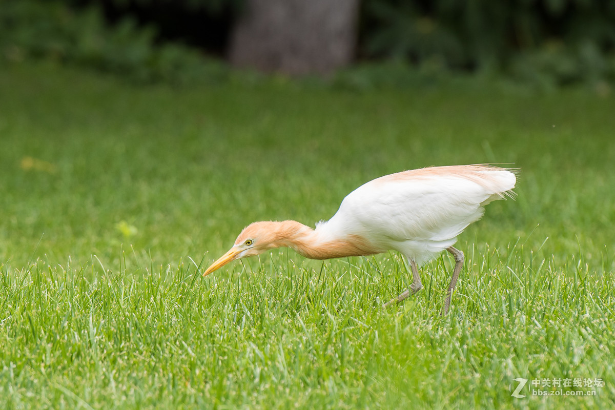 720拍摄牛背鹭 p28