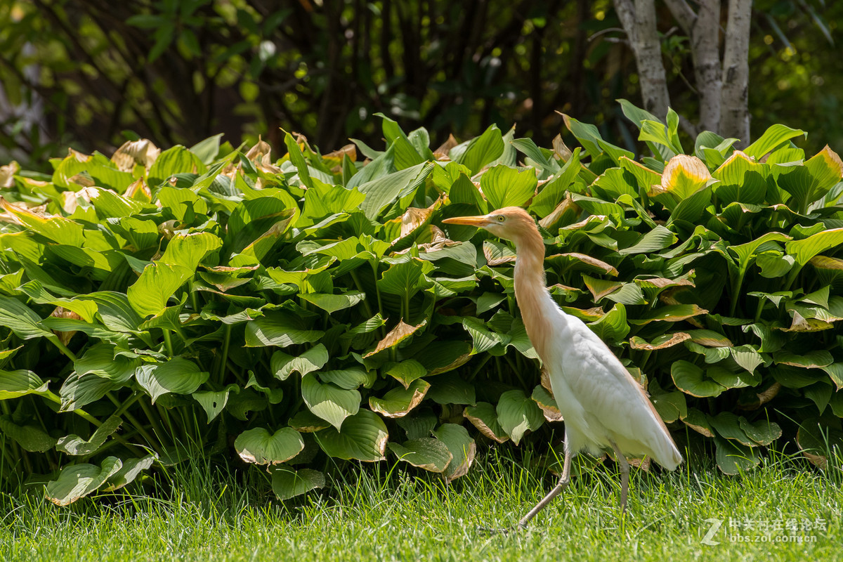 720拍摄牛背鹭 p28