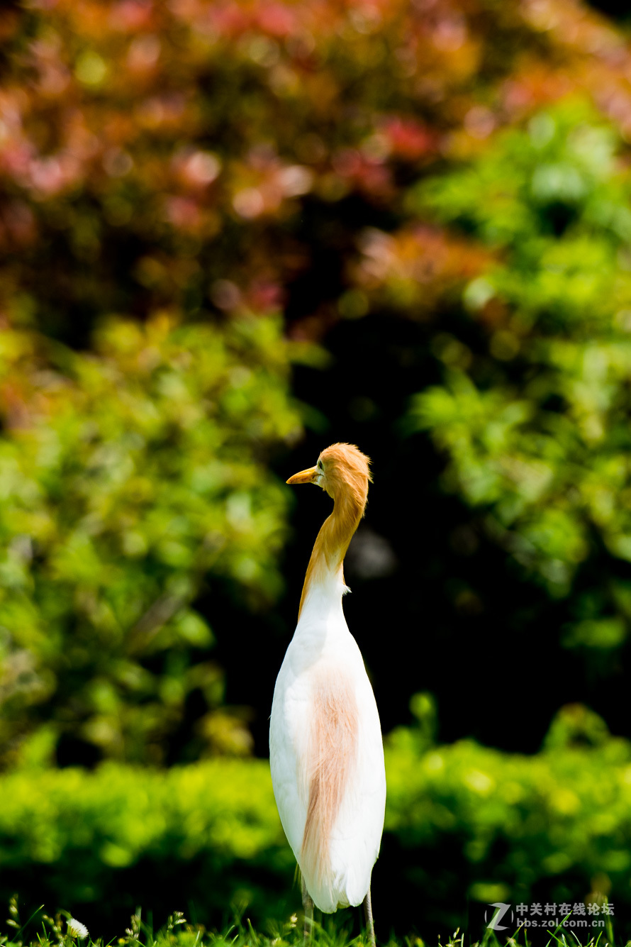 720拍摄牛背鹭 p28