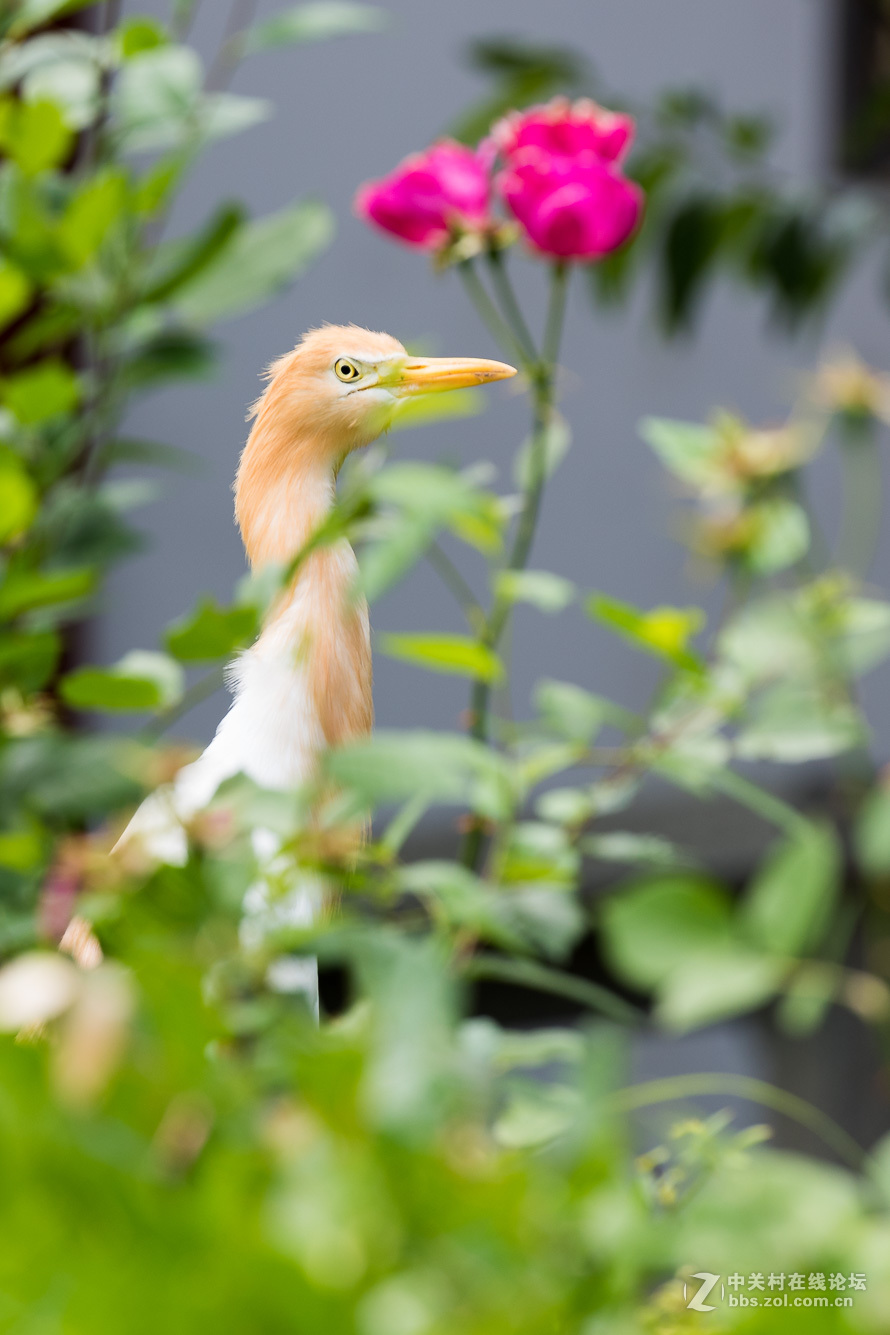 720拍摄牛背鹭 p28