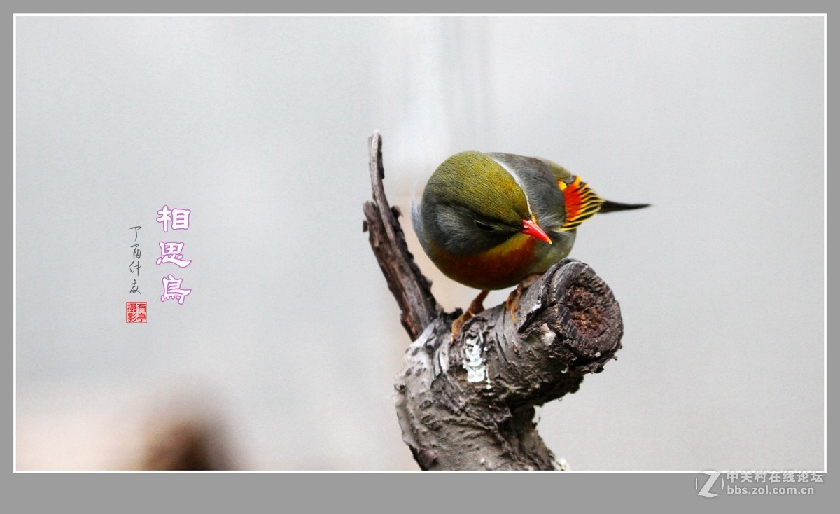 #佳能月赛-人与自然#-人见人爱的相思鸟