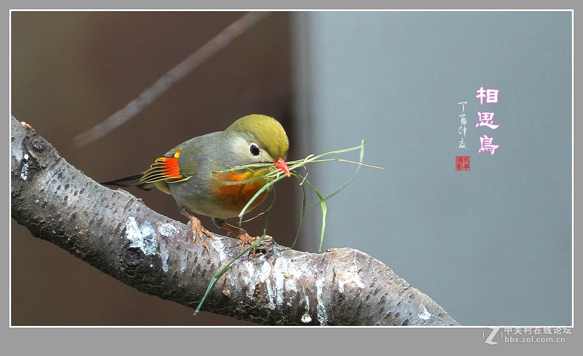 #佳能月赛-人与自然#-人见人爱的相思鸟