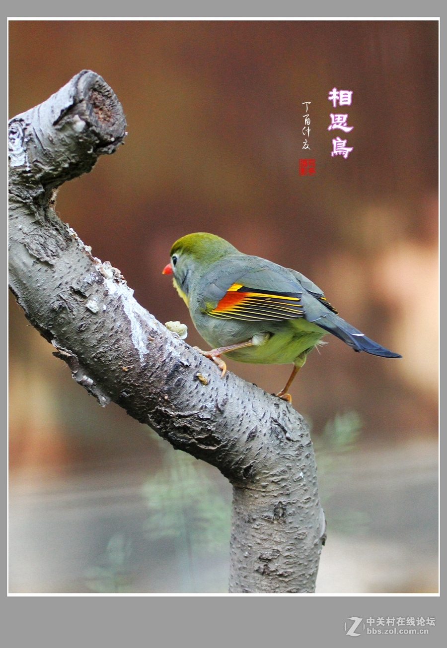 #佳能月赛-人与自然#-人见人爱的相思鸟