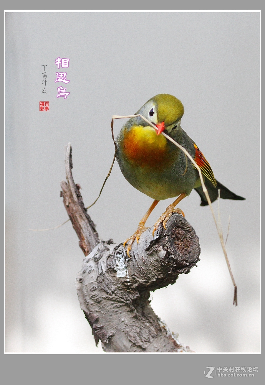 #佳能月赛-人与自然#-人见人爱的相思鸟