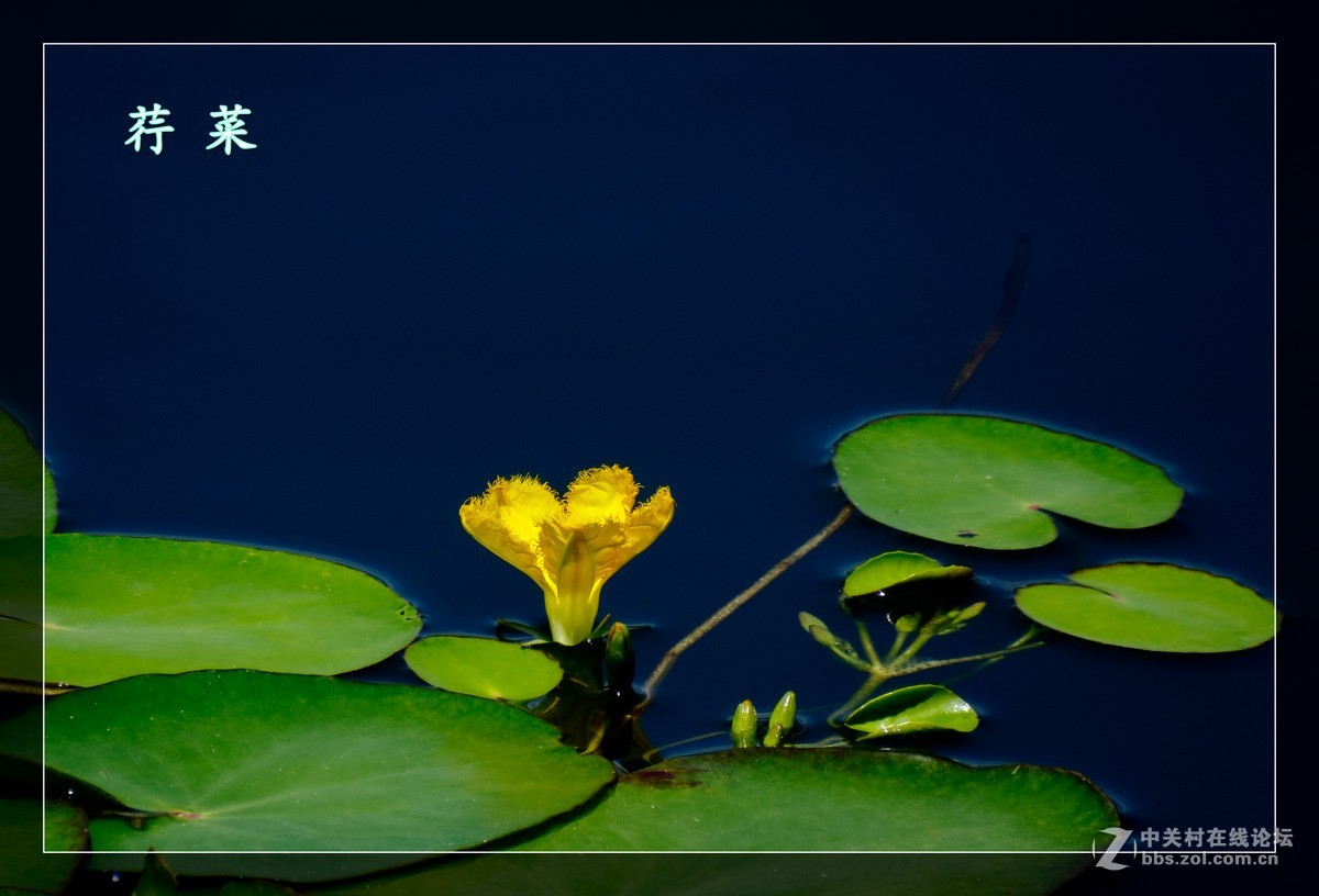 荇 菜-中关村在线摄影论坛