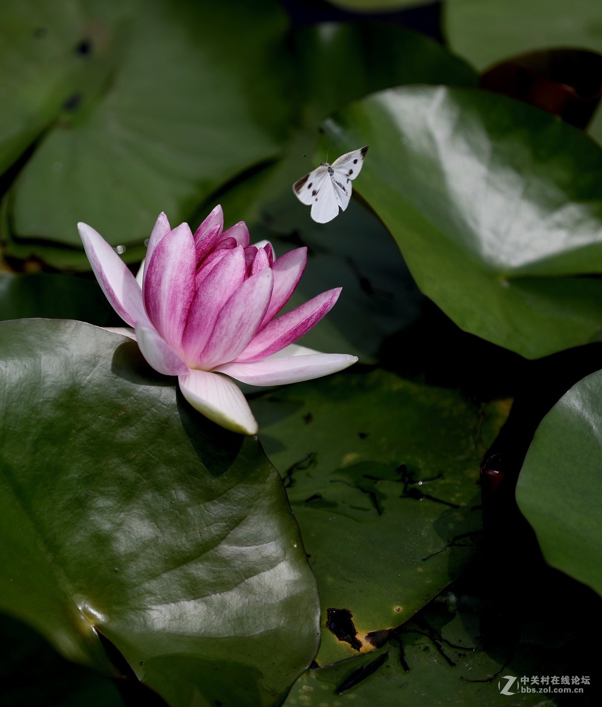 莲花
