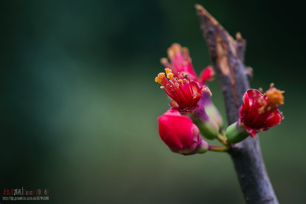 原本花期3-5月的贴梗海棠反季节开花