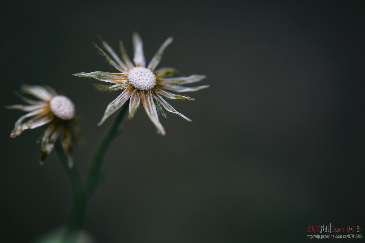原本花期3-5月的贴梗海棠反季节开花