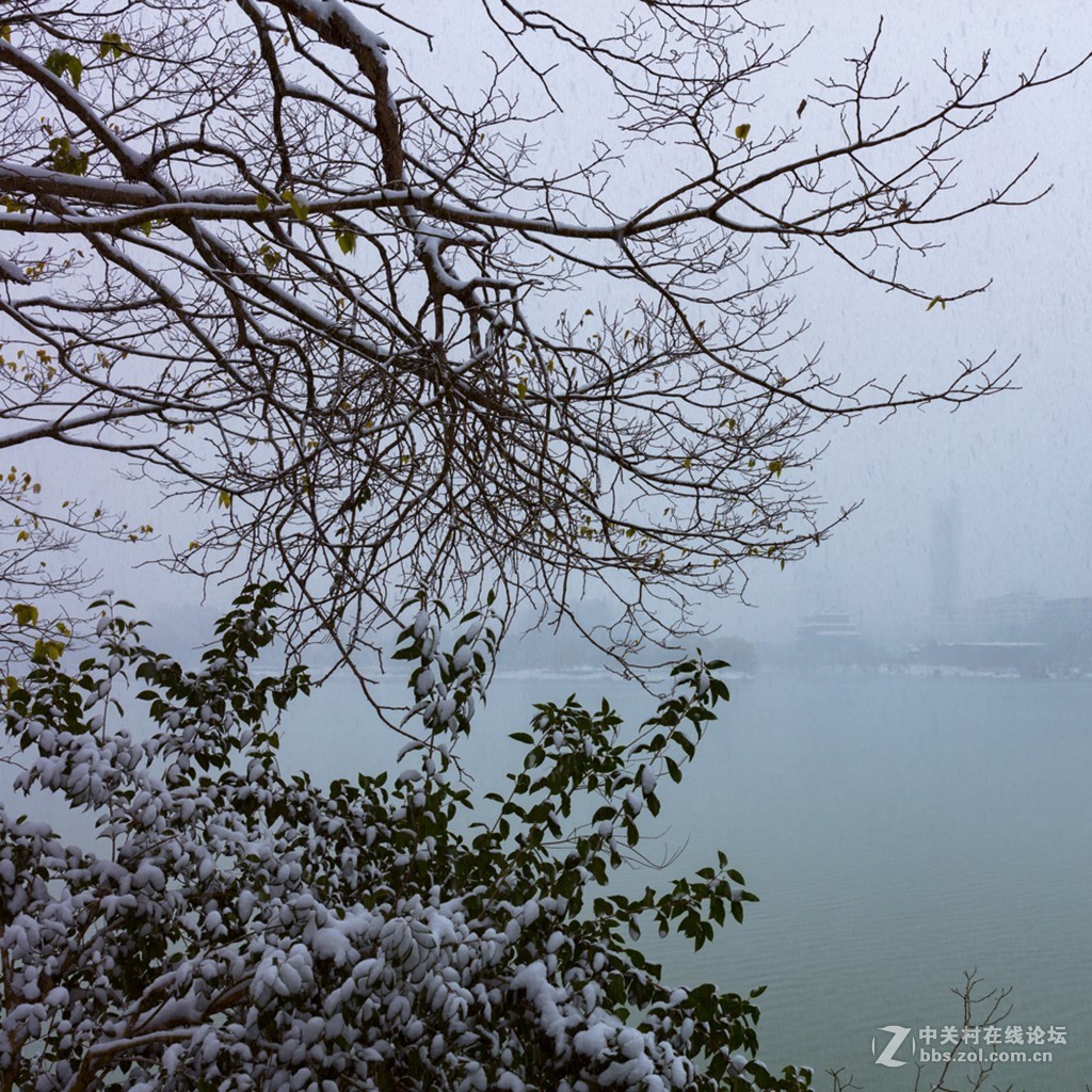 瑞雪迎春-中关村在线摄影论坛