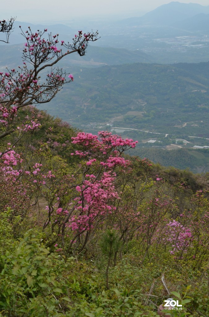 金峨山野杜鹃六