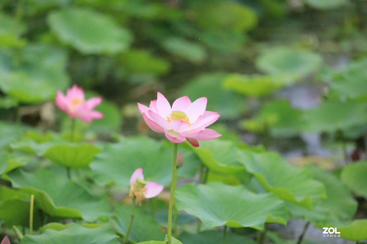 看看如何才能拍好花