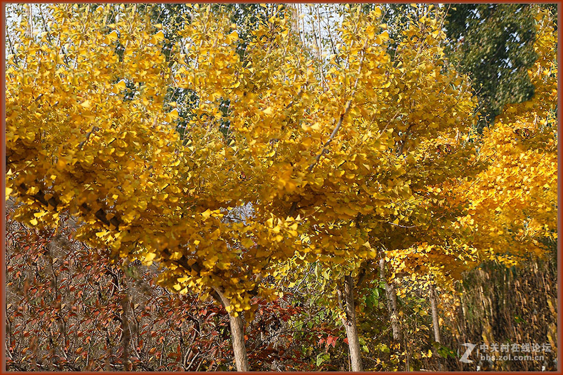 秋冬霜寒绿装换  黄金片甲暂相伴