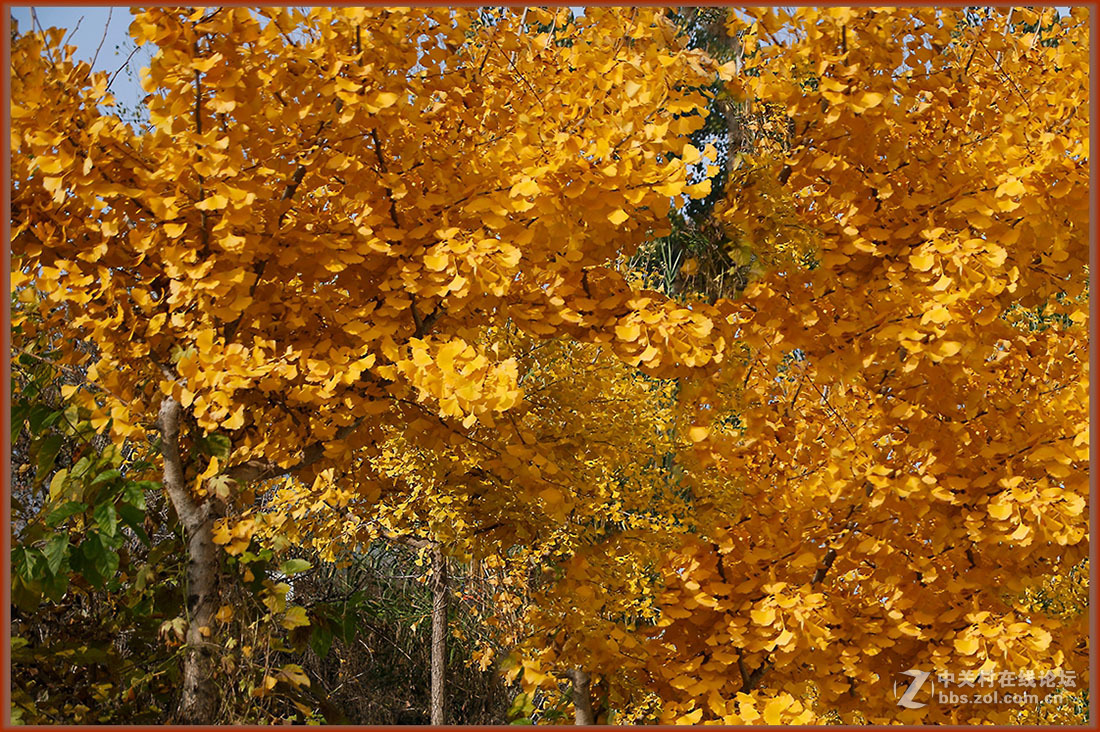秋冬霜寒绿装换  黄金片甲暂相伴