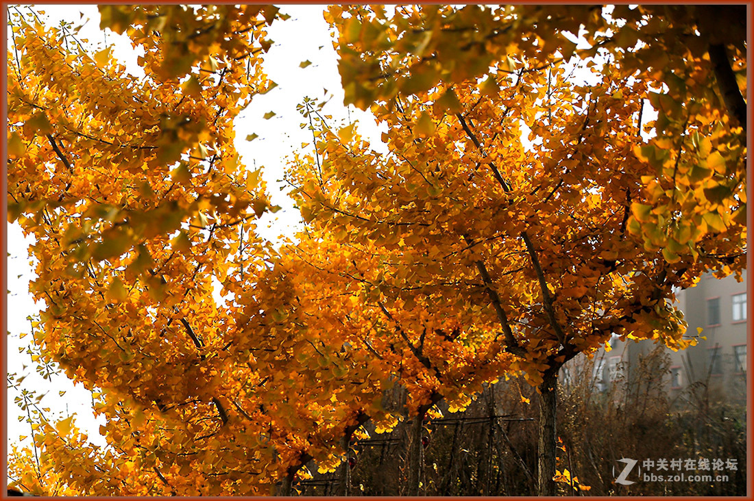秋冬霜寒绿装换  黄金片甲暂相伴
