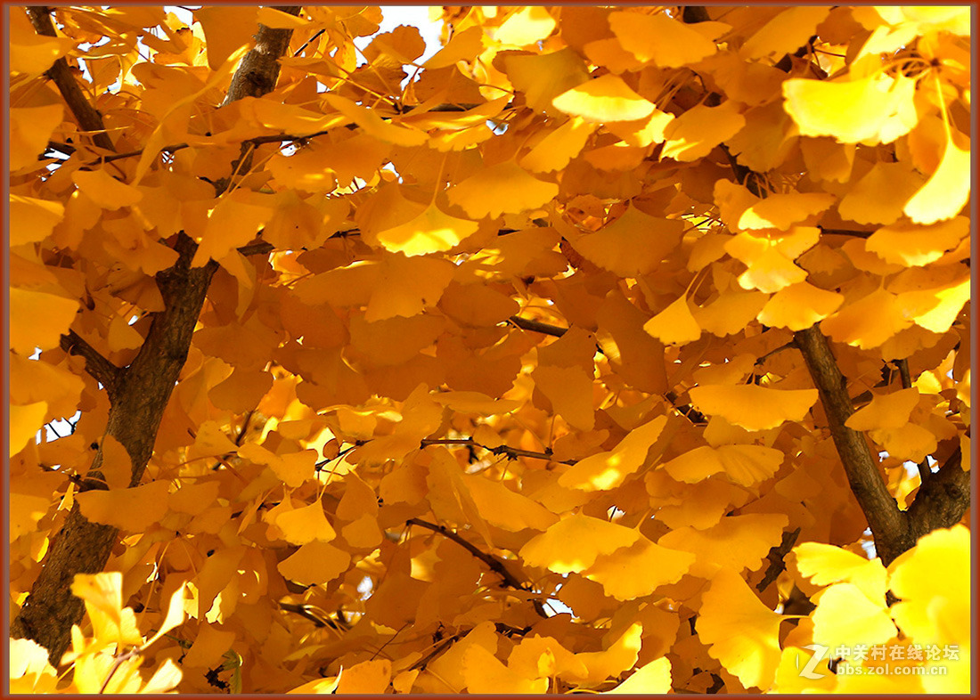 秋冬霜寒绿装换  黄金片甲暂相伴