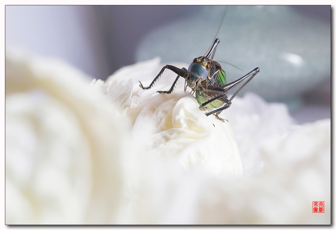 #版主坐堂#【天津版块】2016年3月金钻精华汇总