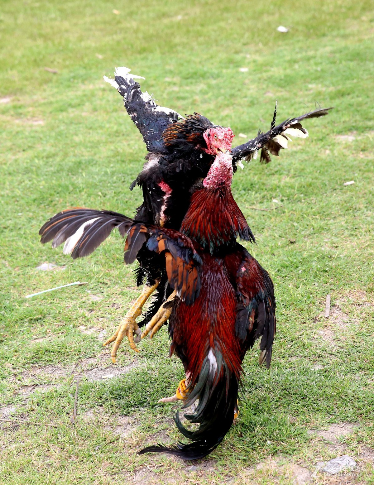 安徽亳州：斗鸡比赛选出鸡“凤凰”|大自然|斗鸡|五马镇_新浪新闻