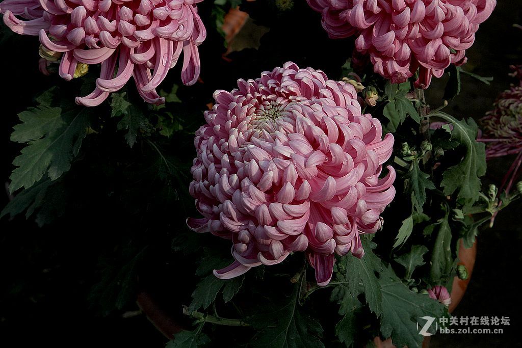 初冬的菊花8紫绣球