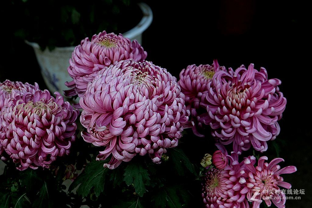 初冬的菊花8紫绣球