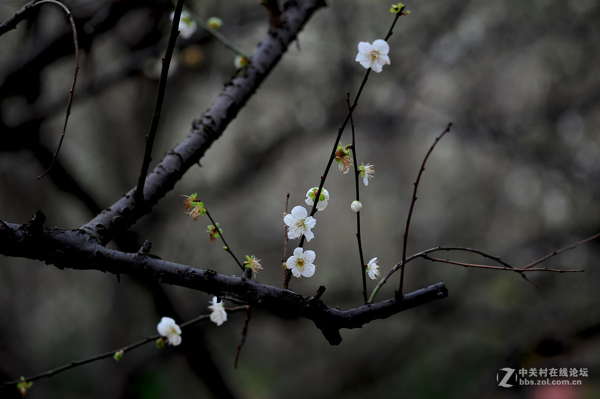 几张香雪梅花片