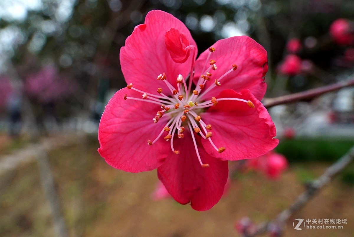 桃花花蕊