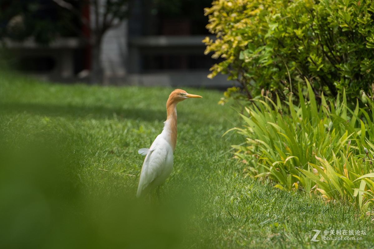 720拍摄牛背鹭 p28