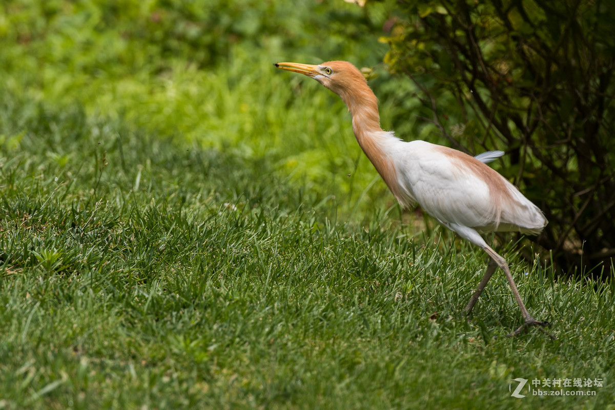 720拍摄牛背鹭 p28