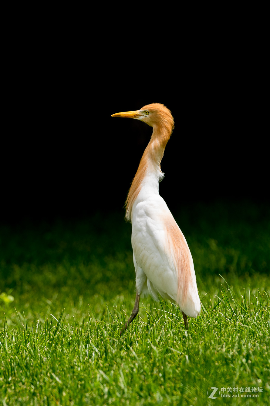 720拍摄牛背鹭 p28