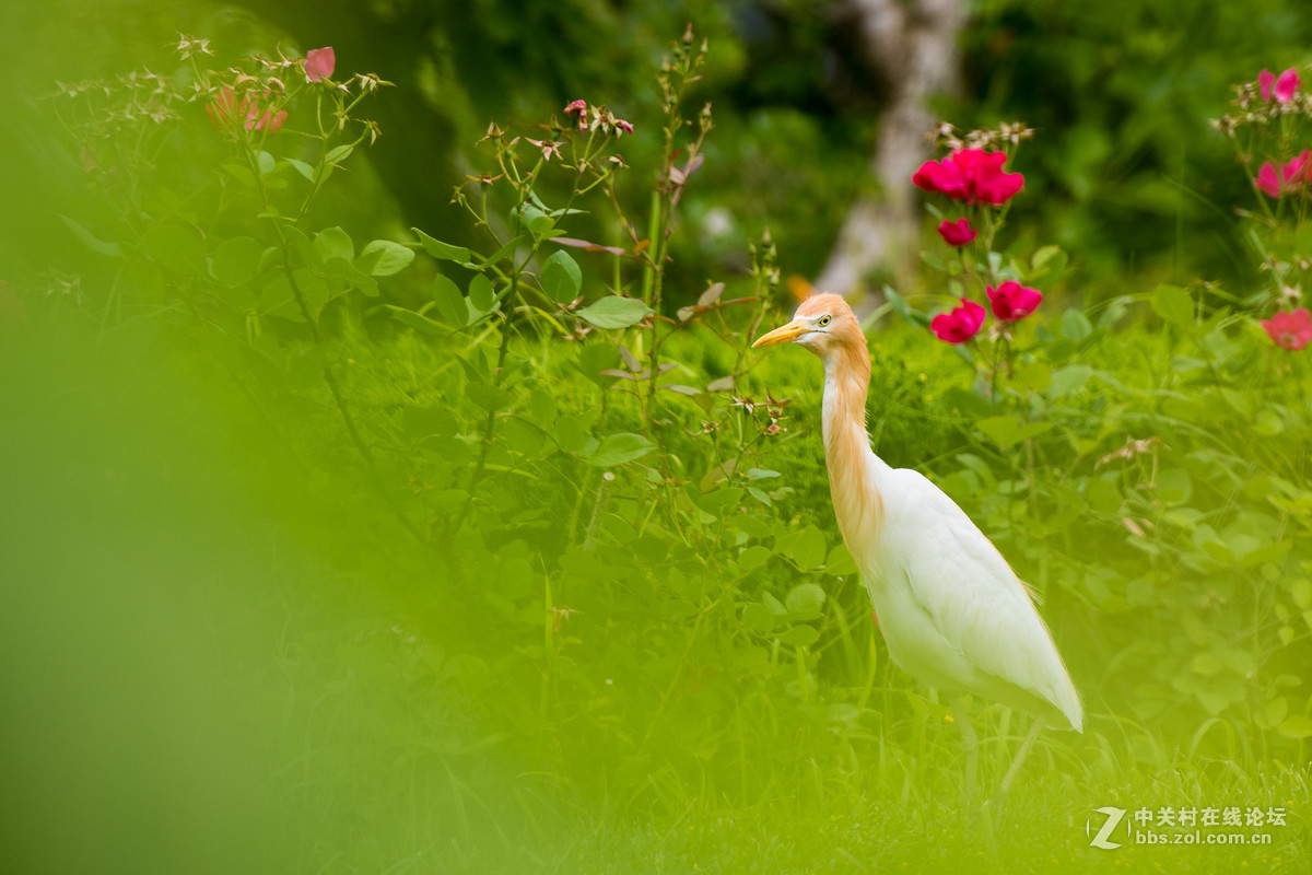 720拍摄牛背鹭 p28