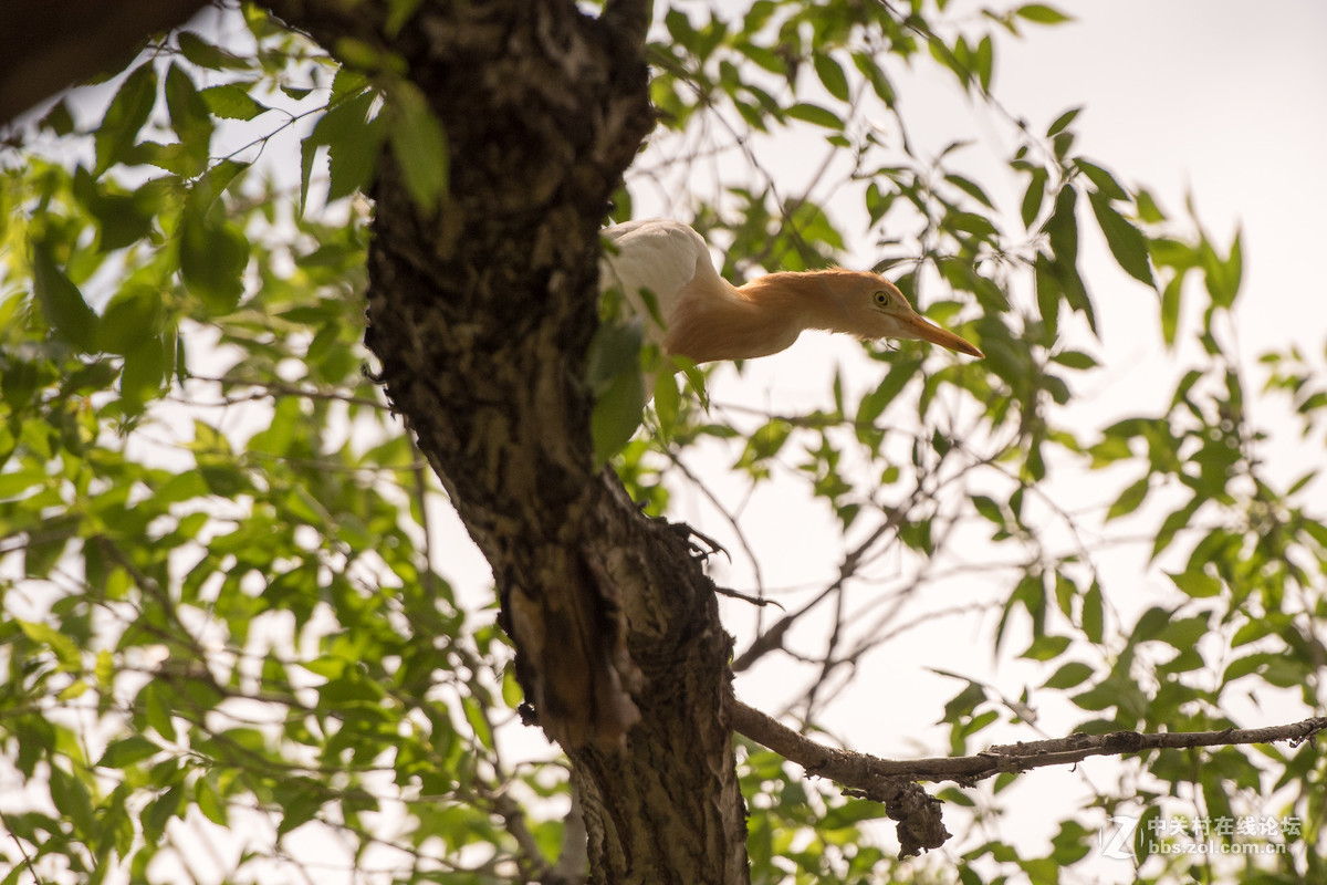 720拍摄牛背鹭 p28