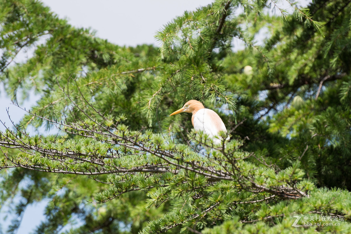 720拍摄牛背鹭 p28