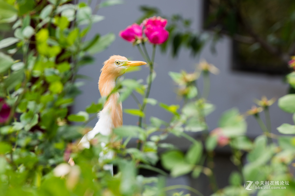 720拍摄牛背鹭 p28