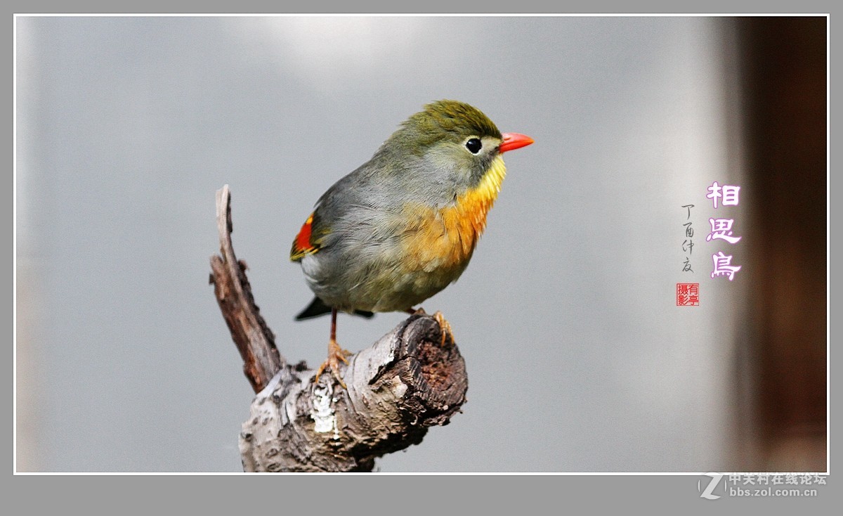 #佳能月赛-人与自然#-人见人爱的相思鸟