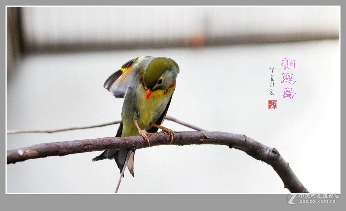 #佳能月赛-人与自然#-人见人爱的相思鸟