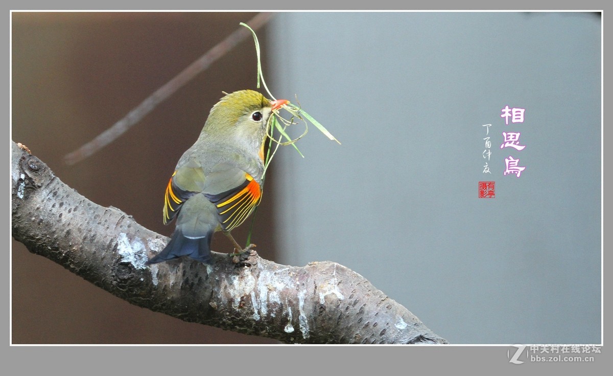 #佳能月赛-人与自然#-人见人爱的相思鸟
